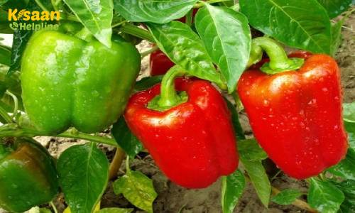 शिमला मिर्च की उन्नत खेती करने का सरल तरीका, जानिए बुवाई से लेकर तुड़ाई तक की सम्पूर्ण जानकारी